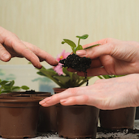 Photo of a plant sprouting